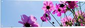 Tuinposter – Paarse Cosmea Bloemen met Heldere Lucht als Achtergrond - 150x50 cm Foto op Tuinposter (wanddecoratie voor buiten en binnen)