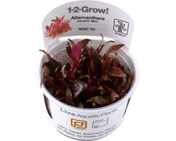 3 X Alternanthera reineckii 'Mini' 1-2 Grow In Vitro cup