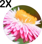 BWK Luxe Ronde Placemat - Roze met Gele Bloem in de Natuur - Set van 2 Placemats - 50x50 cm - 2 mm dik Vinyl - Anti Slip - Afneembaar