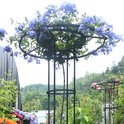 Klimplantsteun in een tuin, ondersteunt een plant met levendige blauwe bloemen aan de ronde bovenkant.