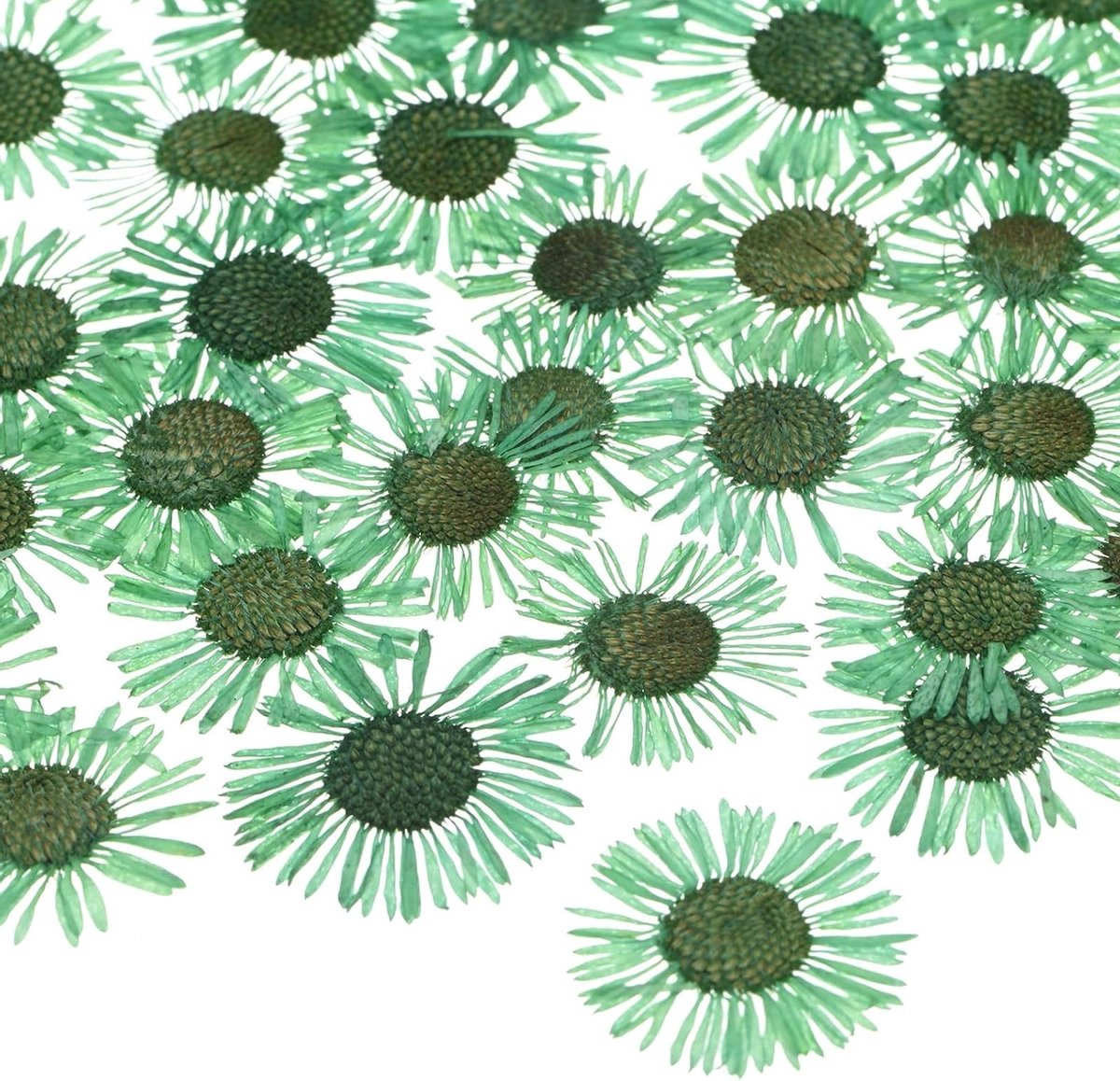 Set van 12 Gedroogde Geperste Bloemen voor Hars, Natuurlijke Bloemen voor Handwerk, DIY Sieraden en Kaarsen, Scrapbooking en Epoxy Hars Benodigdheden