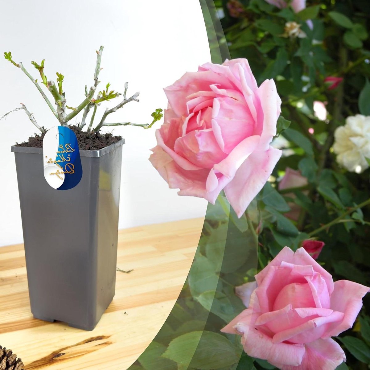 Roze Klimroos - Geurende Roos - Verticale Tuindecoratie - Ziekteresistent Blad - 2L Pot 35-45cm - Roze
