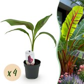 Green boutiQ - Fruitplant - Bananen plant - Musa sikkemensis Red Tiger - Winterhard - 4 planten - Pot 12cm Hoogte 30cm