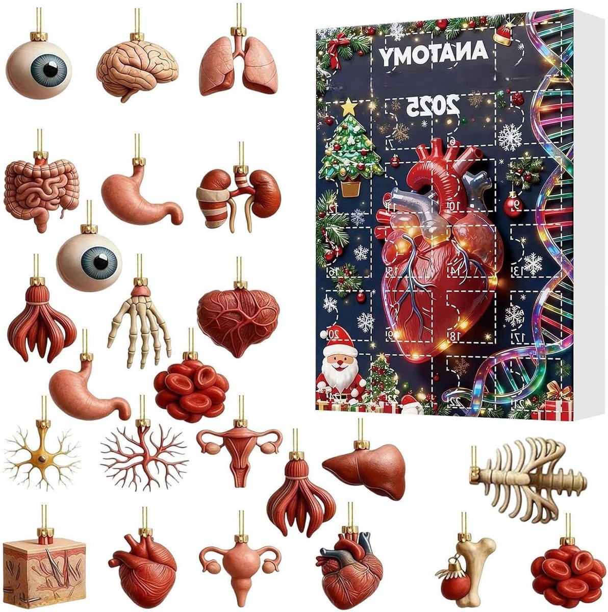 Kerst Countdown Kalender - Anatomie Kalender Hangers - Feestdagen Decoratie - 24-Daagse Leerervaring - 27 x 18.49 x 3.51 cm