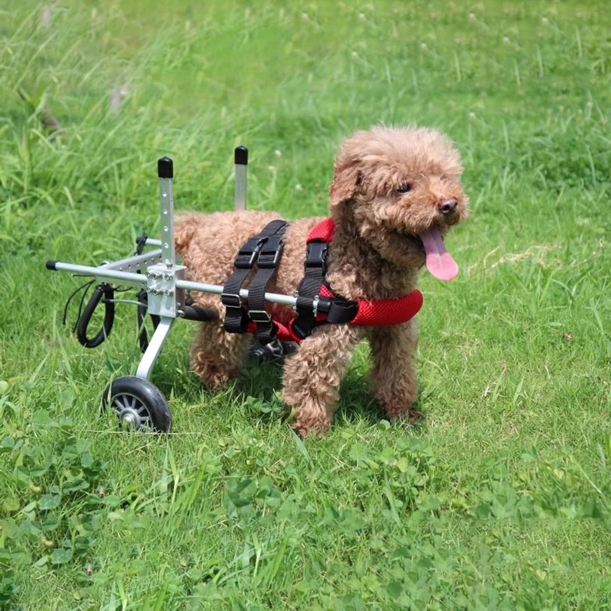 Hond Rolstoel - Huisdier Trolley - Huisdier Mobiliteit - Verstelbaar Aluminium Frame - XS - Rood