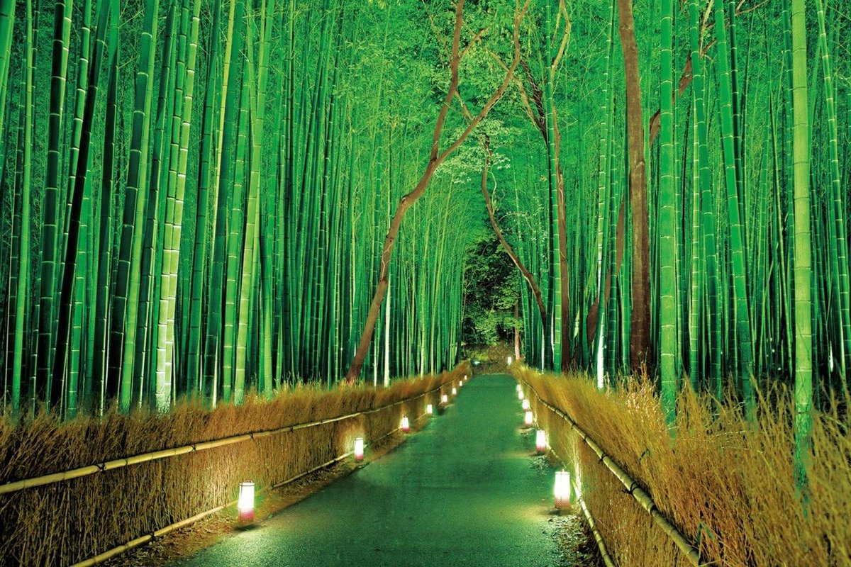 Puzzel Bamboo Forest - 2016 Stukjes Puzzel - Ontspanning Thuis - Ultra Licht Materiaal - 75 x 50 cm - Groen