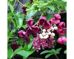 Klimbes Akebia Quinata - Schijnaugurk plant - Tuin decoreren - Meerjarig en winterhard - 2 x 15 liter pot - Donkerpaars