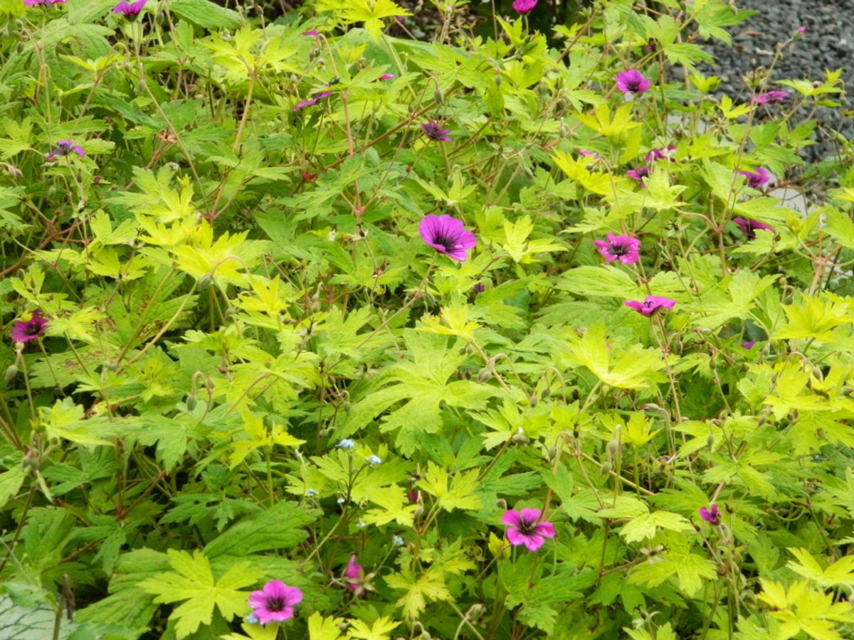 6x Ooievaarsbek - Geranium 'Ann Folkard' | 9x9 cm pot
