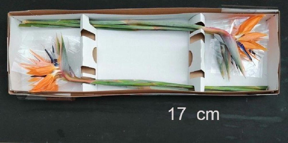 8x Strelitzia reginae 10cm