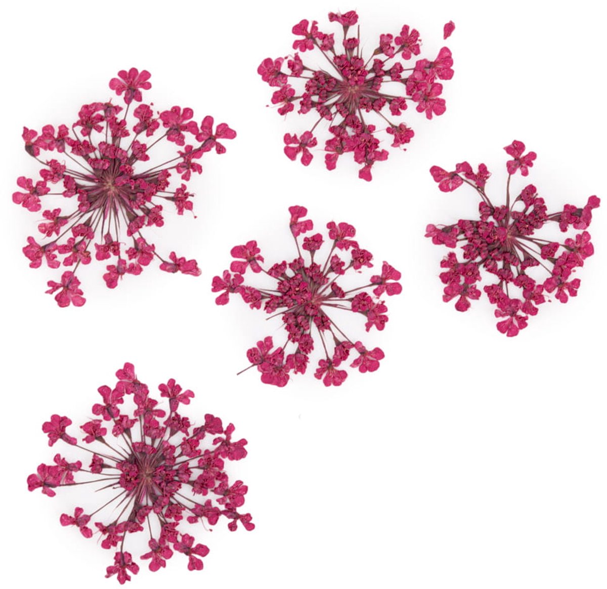 MollyLac Fuchsia Serie - Natuurlijke Nageldecoraties - 5 Stuks