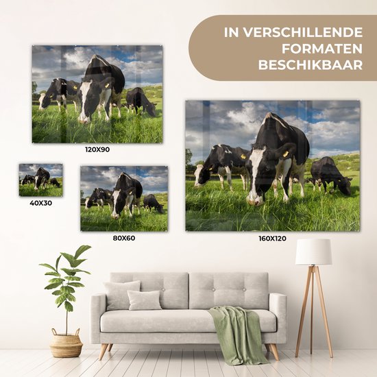 Vaches frisonnes regardant au soleil Plexiglas 160x120 cm - Tirage photo sur Glas (décoration murale plexiglas) XXL / Groot format!