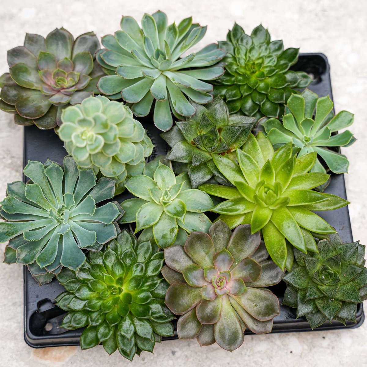 Set van 3 – Succulenten mix – Diverse succulenten in 6 cm potjes (8–12 cm hoog)