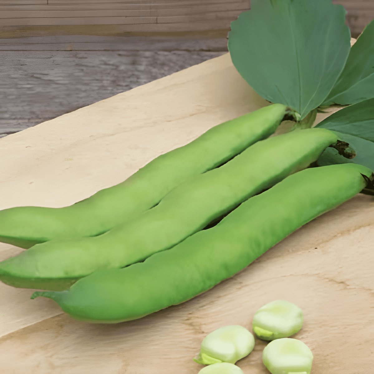 3 sets - Tuinbonen Zaden Witkiem Vicia Faba Eenjarig