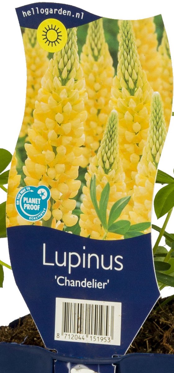 Griffioen - Lupinus 'Chandelier'