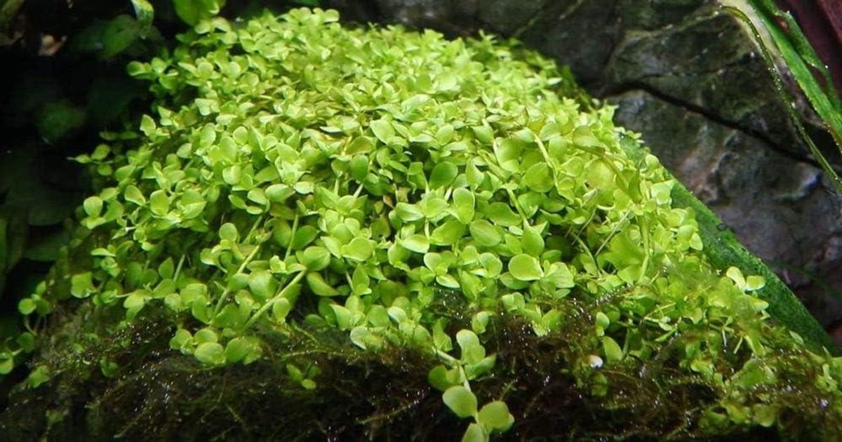 Aquariumplanten Set - Waterplanten Bodembedekker - Aquarium Inrichten - Volledig Gewortelde Potplanten - 10 stuks - Groen
