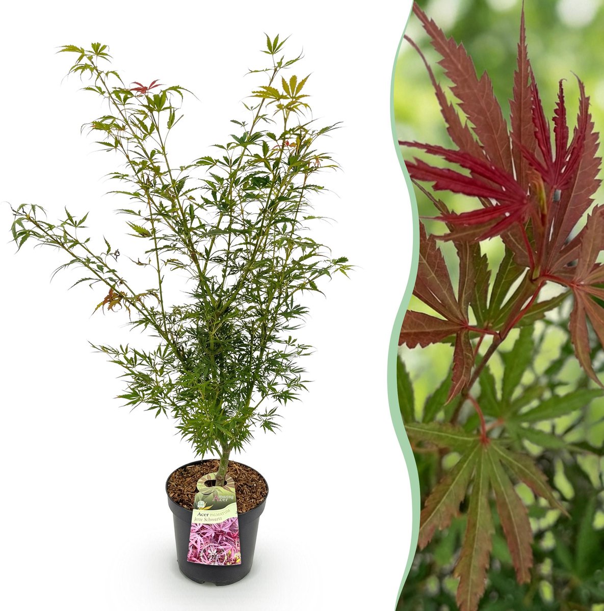 Plantenboetiek.nl | Acer palmatum Jerre Swarts - Japanse Esdoorn - Bladverliezend - Oranje-Rood - Ø26cm - 80-90cm hoog - Tuinplant