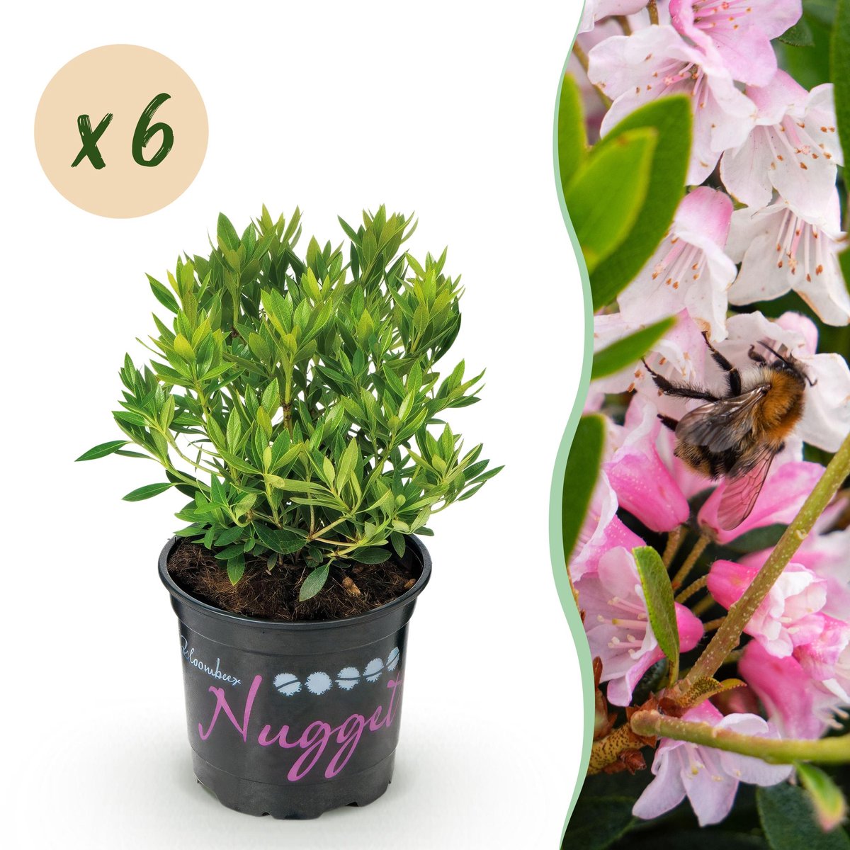 Plantenboetiek.nl | Dwerg Rhododendron - Rhododendron Bloombux Light Pink - Bloeiende Buxus - Weinig Onderhoud - Licht Roze Bloem - 6 Planten - Ø10,5cm - 20-25cm hoog - Tuinplant