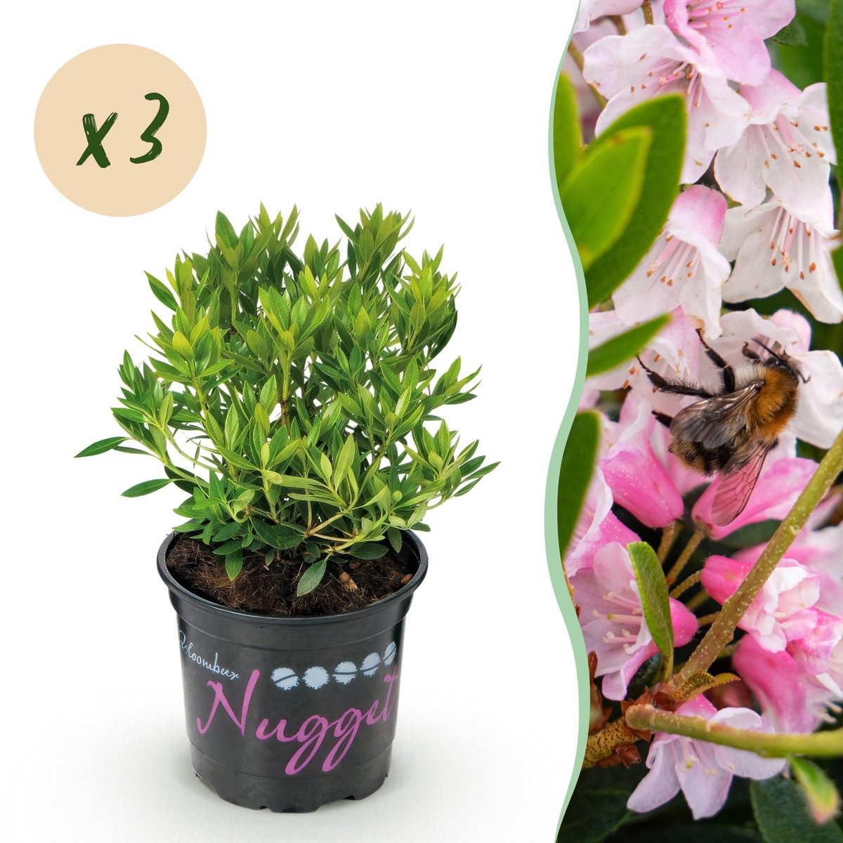 Plantenboetiek.nl | Dwerg Rhododendron - Rhododendron Bloombux Light Pink - Bloeiende Buxus - Weinig Onderhoud - Licht Roze Bloem - 3 Planten - Ø10,5cm - 20-25cm hoog - Tuinplant