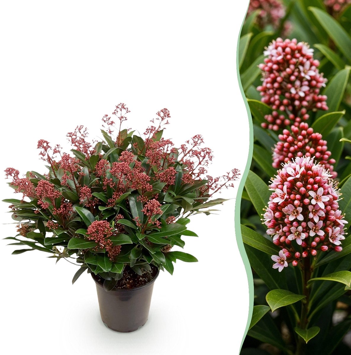 Green boutiQ - Terrasplant - Skimmia japonica Rubella - Bloem Rood - 40+ Bloemen - 1 Plant - Winterhard - Pot 19cm Hoogte 60cm