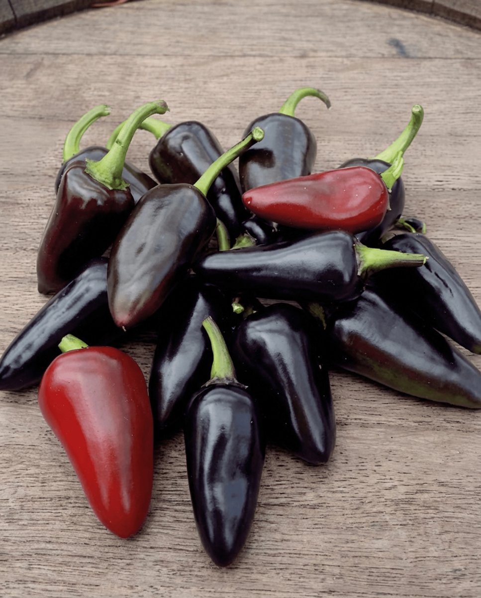 Fresno Peper Zaden Capsicum Annuum Eenjarig