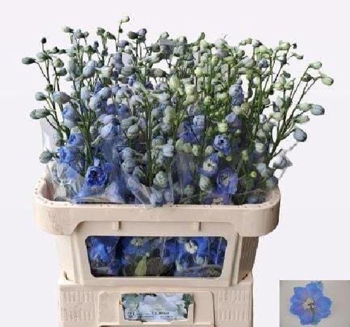 10x Delph.centurion skyblue du 80cm
