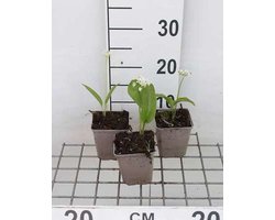 6x Daslook - Allium ursinum (badger garlic) | 9x9 cm pot