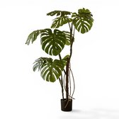 Indore Silva Monstera Plante artificielle 160 cm – Grande plante d'intérieur – Sans entretien