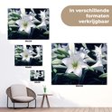 Afbeelding nummer  11