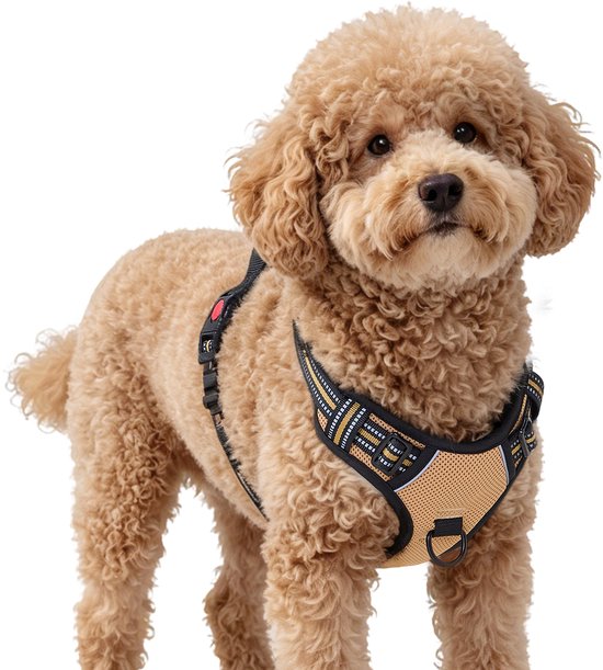 Caniche portant un harnais pour chien beige et noir avec des accents réfléchissants.