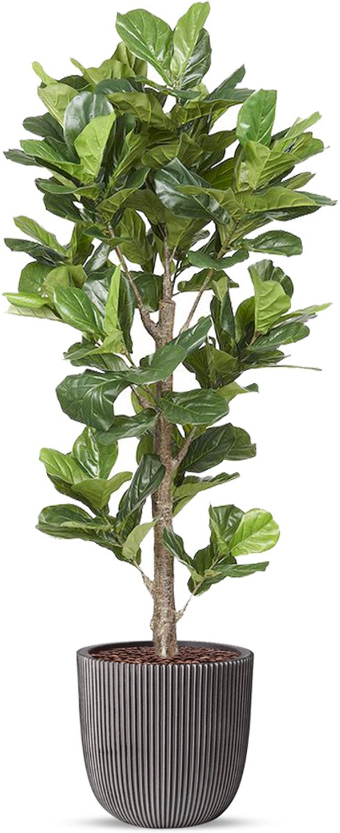 Kunstplant Ficus Lyrata in planter ball Groove antraciet H210 cm