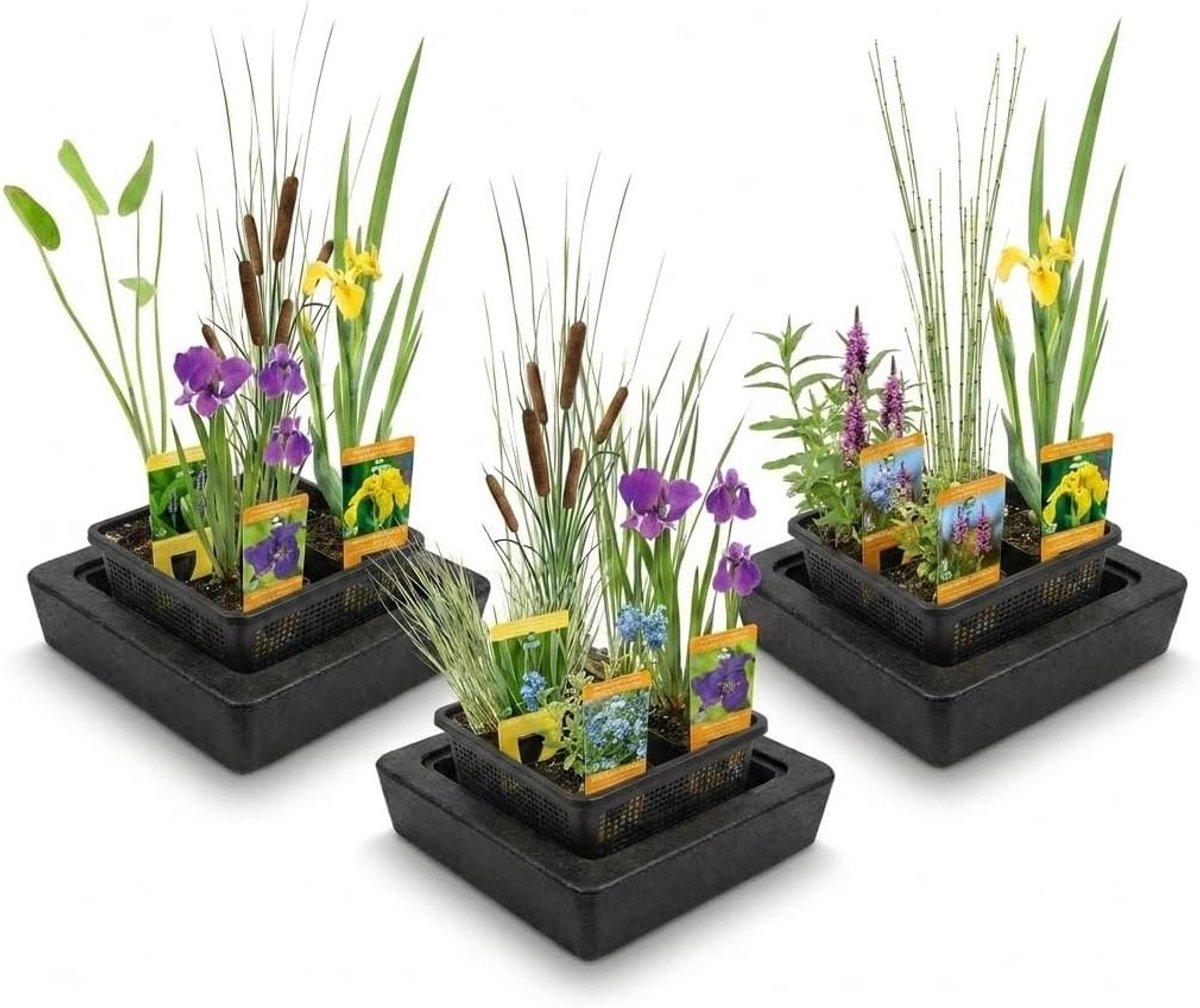 Mix waterplanten - Vijverplanten set - Vijver verrijken - Winterhard ecologisch gekweekt - 12 planten 3 manden - Paars