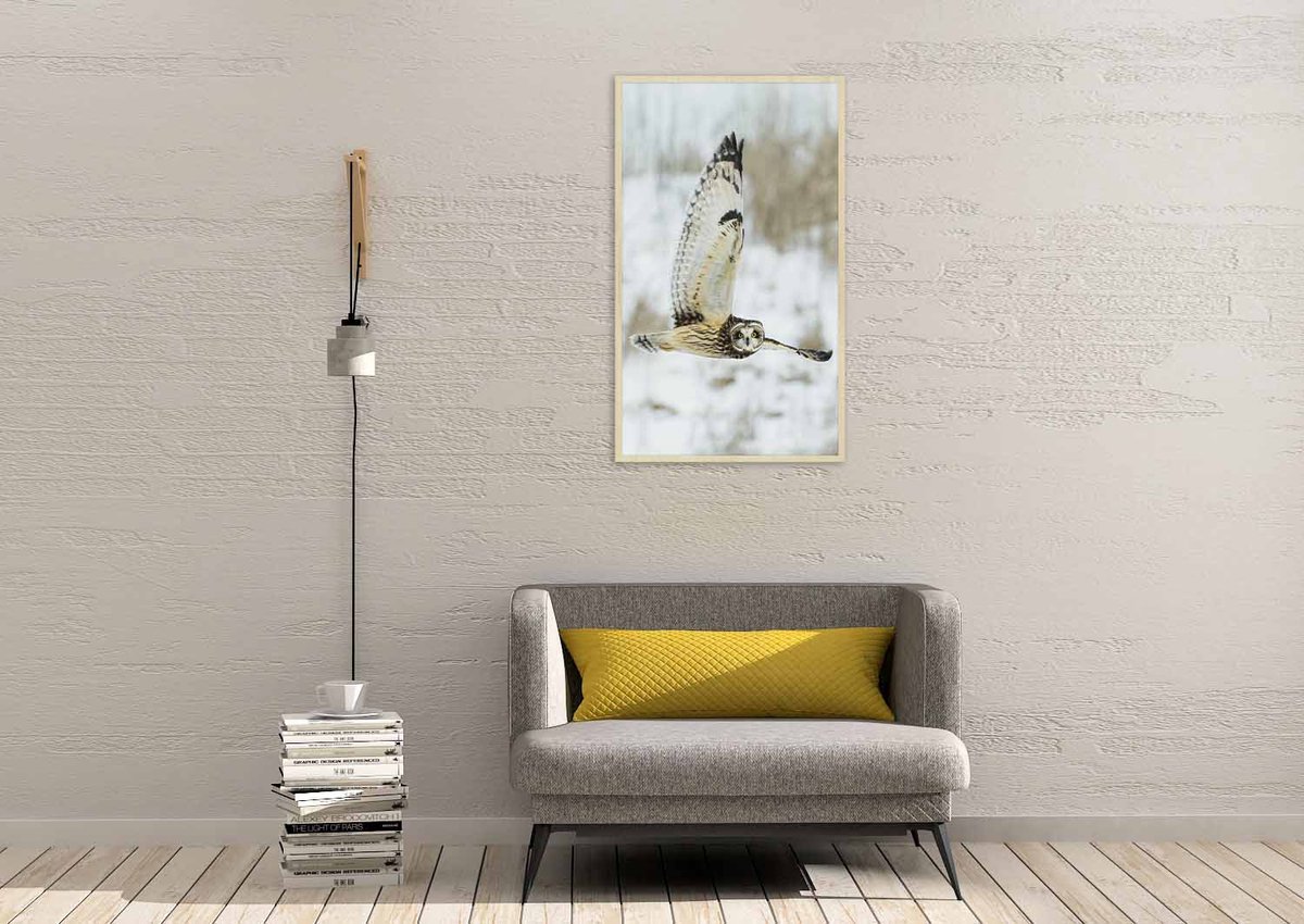Schilderij - uil - Collectie Bright wings - Forex met blanke lijst - 98x148cm