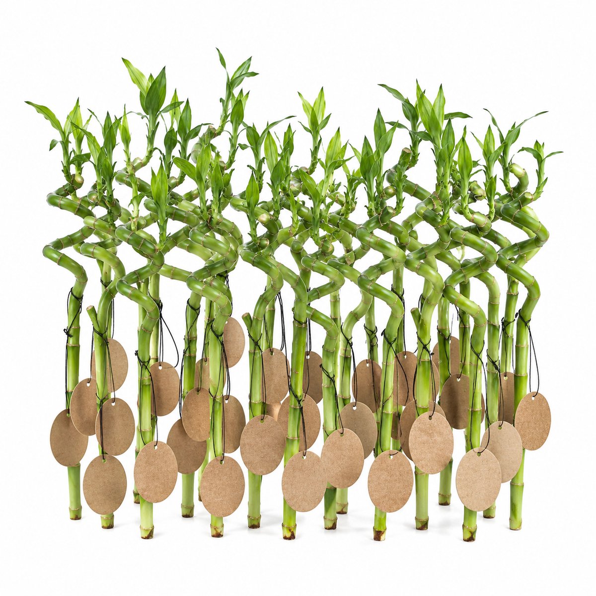 vdvelde.com - Lucky Bamboo Set van 30 met Kaartjes - Dracaena Sanderiana Geluksbamboe - Gastcadeau voor Bruiloft en Event - 40-45cm