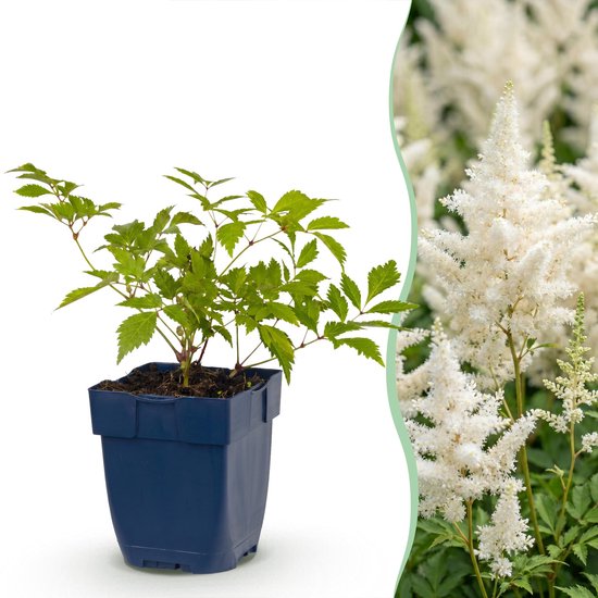 Een jonge Astilbe plant in een blauwe pot, met groene, geveerde bladeren en rode stengels.
