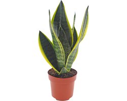 Sansevieria | 35cm