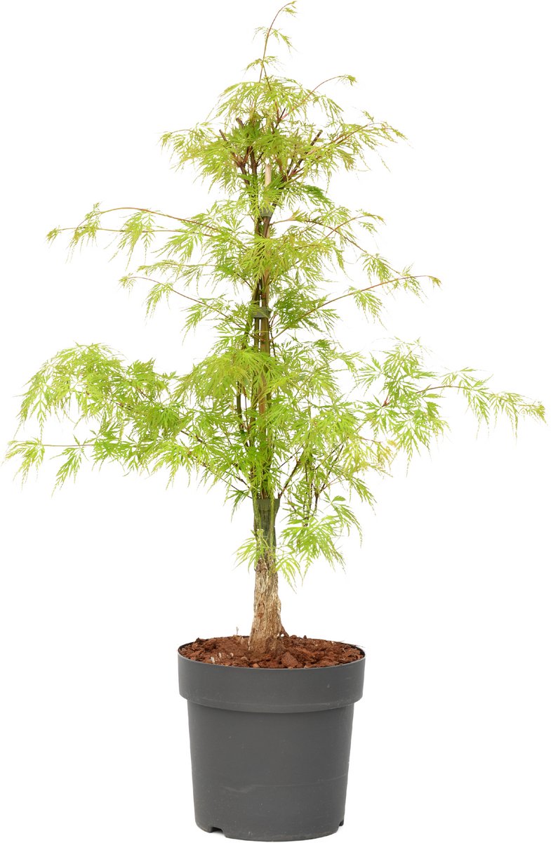 Plant in a Box - Acer palmatum 'Emerald Lace' - Japanse esdoorn winterhard - Pot 19cm - Hoogte 60-70cm