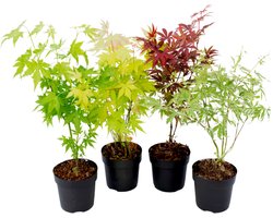 Plant in a Box - Japanse Esdoorn bomen winterhard - Set van 4 - Acer palmatum 'Atropurpureum', 'Going Green', 'Orange Dream', 'Butterfly' - Pot 10,5cm - Hoogte 25-40cm