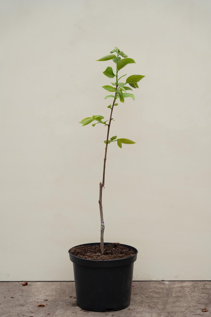 Kakiboom | Diospyros kaki | 150-200cm hoogte