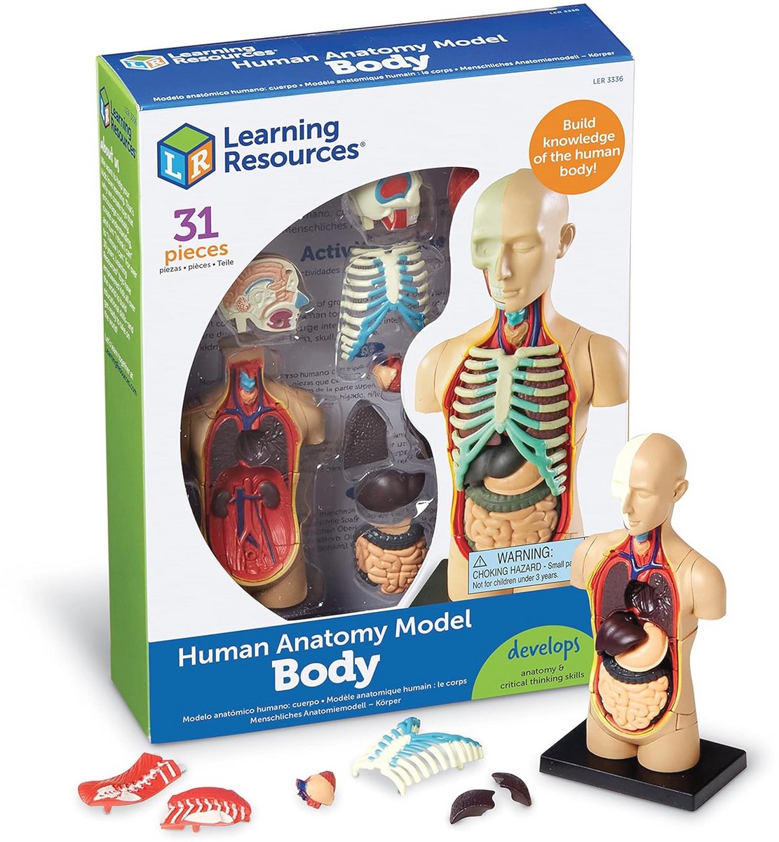 Menselijk Anatomie Model - 31-Stuk Set van het Menselijk Lichaam