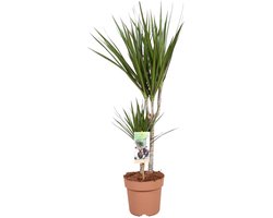 Dracaena Marginata - Hoogte 80cm - Pot 17cm