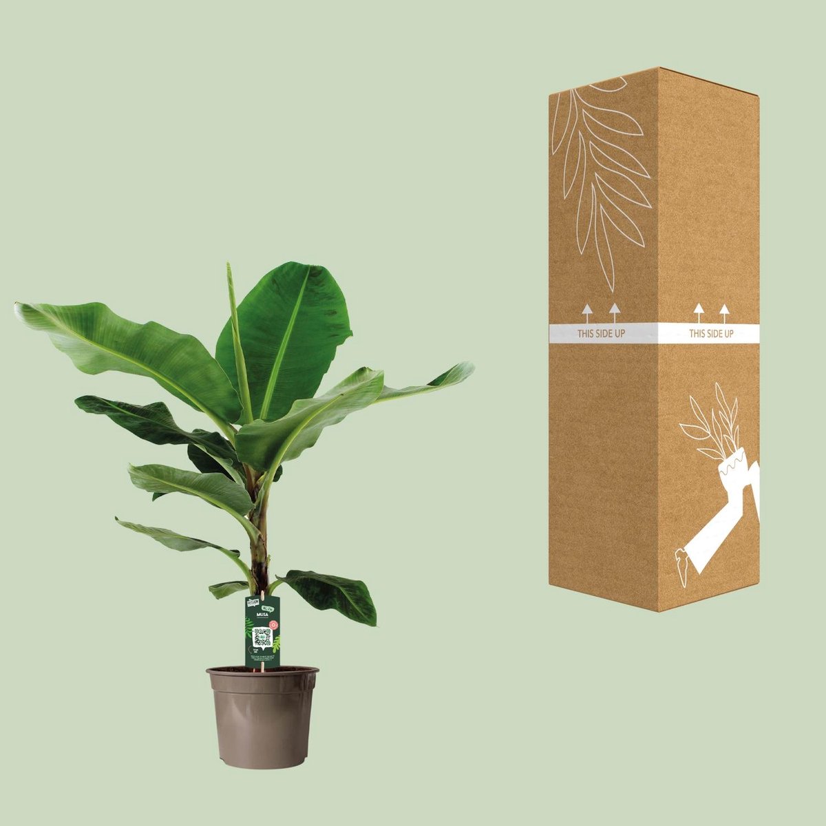 Bananenplant (Musa) -90 cm -Ø21 Groene Kamerplant - Tropische Kamerplant – Groene Bladplant – Luchtzuiverend