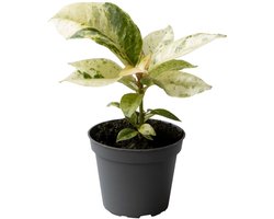 Ficus Elastica Shiveriana - Hoogte 15cm - Pot 6cm