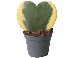 Hoya kerrii Variegata - Hoogte 15cm - Pot 6cm