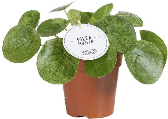 Pilea peperomioides Mojito