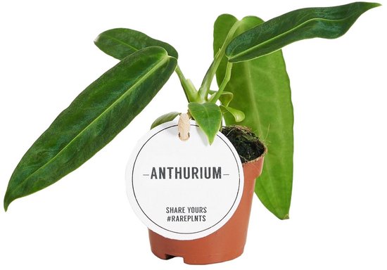 Anthurium Warocqueanum - Hoogte 15cm - Pot 6cm
