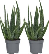 Bol.com Plant in a Box - Set van 2 Aloë Vera - Kamerplanten - Succulenten - Pot 105cm - Hoogte 25-40cm aanbieding