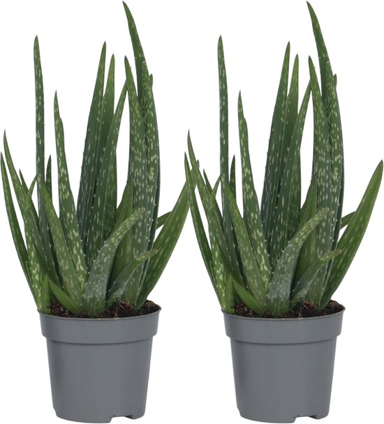 Plant in a Box - Set van 2 Aloë Vera - Kamerplanten