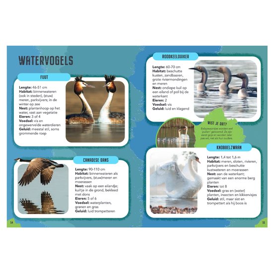 Twee Fuut met kuif, watervogels en Roodkeelduikers met kuif in het water.