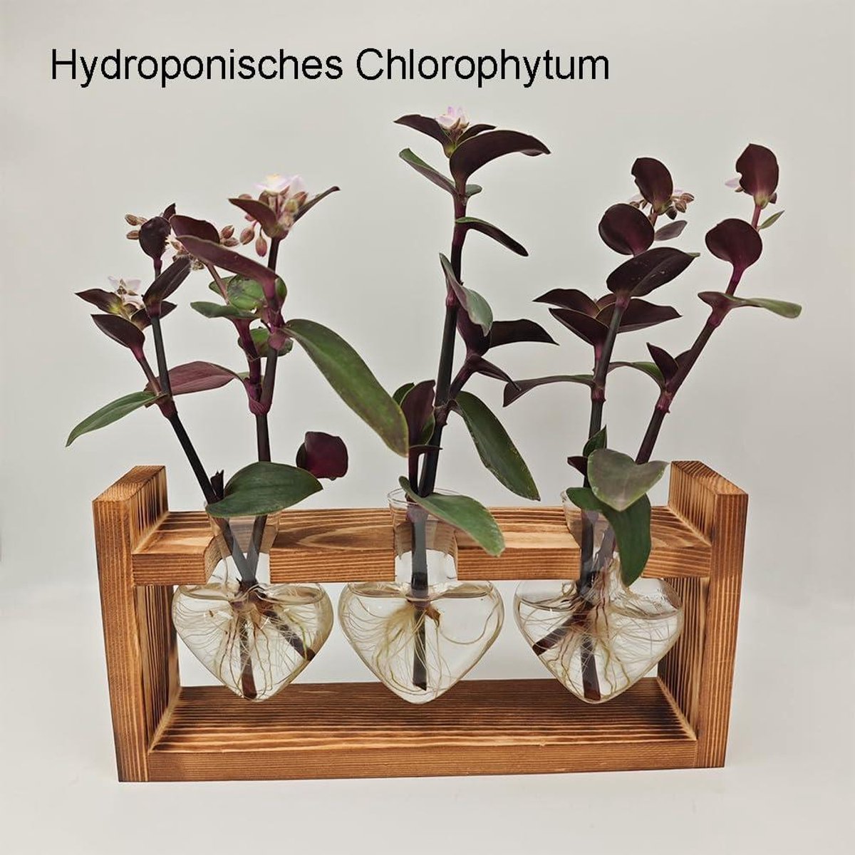 Station De Propagation Hydroponique - 8 Tubes à Essai En Verre Avec Support Bois - Pour Plantes D'intérieur