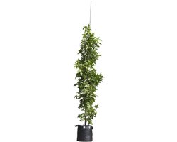 Zuil amberboom - ‘Liquidambar styraciflua slender silhouette’ 200 - 300 cm totaalhoogte (6 - 10 cm stamomtrek)